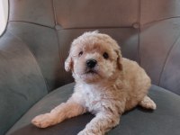 Toy poodle 40 günlük