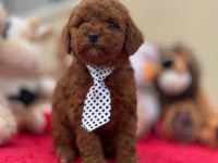 KG GARANTİLİ POODLE YAVRULAR