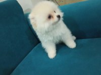 2,5 Aylık erkek safkan pomeranian boo