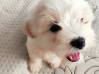 Dişi ve erkek yavru maltipoo