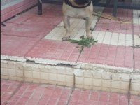 PUG MOPS ücretsiz Açıklamayı okuyun
