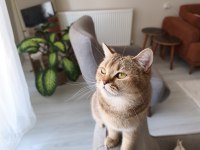 British shorthair ücretsiz sahiplendirme