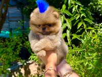 Orjinal Pomeranian Boo