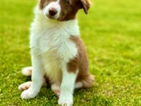 Border Collie Yavruları Aşıları tam 