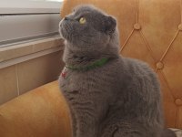 Scottish Fold Erkek Sahiplendirme İlanı