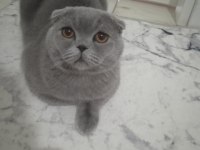 İsmi Dorin Cinsi Scottish Fold çok tatlı uysal
