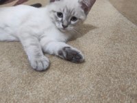 2.5 aylık british shorthair