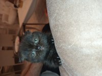 50 günlük scottish fold kedimiz