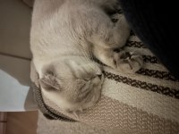 Premium dişi ilanda scottish fold