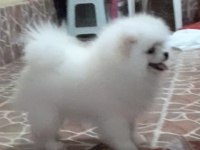 Pomeranian boo