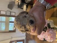 Kore minik poodle bebeğimiz
