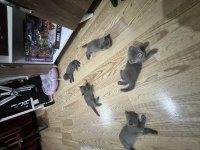 Pitirciklar scottish fold