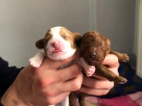 Toy poodle sağlıklı saf ırk