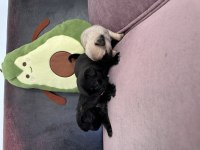 Anne altından safkan pug erkek yavrular
