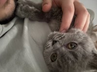 4.5 aylık british shorthair