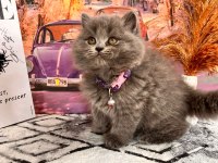 Show Kalite British Longhair Yavrular Yeni Yuvasını Arıyor