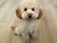 13 aylık dişi aşılı pasaportlu toy poodle