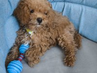 Uysal Sevgi Dolu Ped Eğitimli Poodle