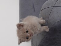 Satılık british shorthair 2 aylık