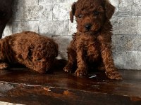 30 gün sonra sütten kesilecek poodle