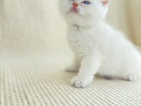 Ny1133 Erkek yavru british shorthair