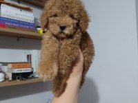 Eşsiz poodle köpeklerimiz