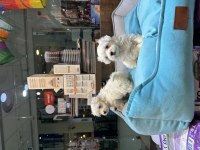 Maltipoo bebekler