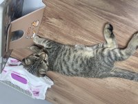 Scottish fold yavrumu sahiplendiriyorum