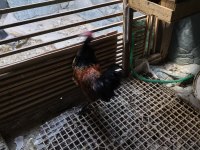 Sağlıklı horoz yeni ötmeye başladı denizli