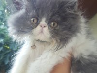 İran persian