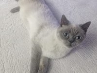 Yavrumuzu sahiplendiriceğim british shorthair