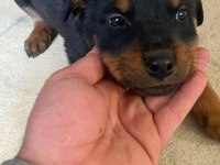 Irk garantili koca kafa rottweiler çocuklar