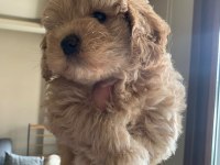 Aciliyeti Var Orjinal Maltipoo Yavruları