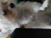 3 aylık maltese terrier yavru