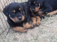 AKKUŞ ÜRETİM ÇİFTLİĞİNDEN ROTTWEİLER YAVRULARI