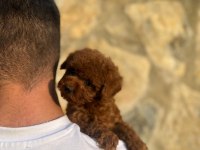 Kore teacup toy poodle yavrularımız