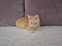 Ücretsiz erkek british shorthair