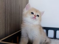 Lilac golden erkek british shorthair yavru
