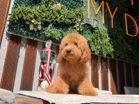 5 Aylık Erkek Poodle Bebeklerimiz Yeni Yuvasını Arıyor