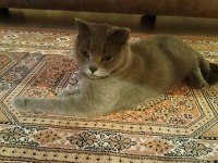 SCOTTİSH FOLD 2 YAŞINDA KEDİMİZ