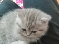 Yavru kedimiz sahiplendirilecek