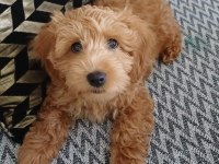 4 Aylık Maltipoo
