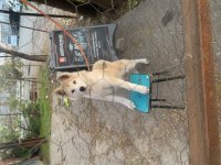 Özenle bakılmış, aşıları tam 6 aylık akita