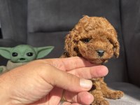 TEACUP GARANTİLİ TOY POODLE KIZIMIZ