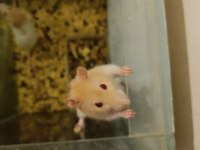 RAT VE LAB FARESİ