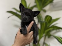 Pinscher değil chihuahua veriyoruz