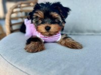 Hipoalerjenik tüylere sahip yavru köpekler
