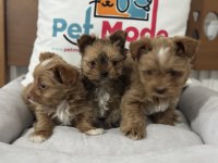 Safkan Wc Eğitimli Tea Cup Morkie Yavrularımız