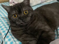 1 yaşında british shorthair