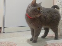 Scottish fold dişi yavrularım
